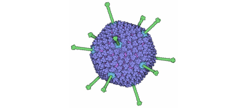 132-adenovirus_adenovirus-1.jpg